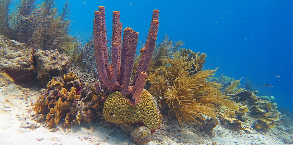 Caribbean tropical colorful coral reef